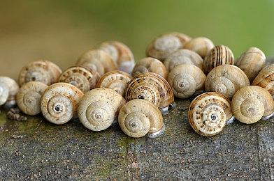 《燕云十六声》官方答疑 首部预告大部分为实机